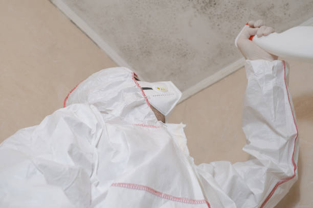 Best Residential Mold Remediation in Sarasota, FL