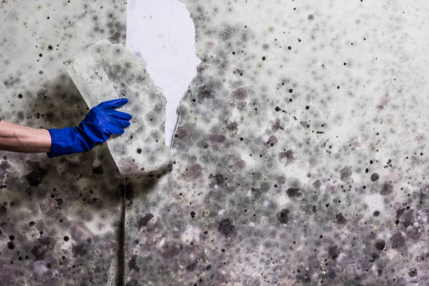 Best Bathroom Mold Remediation in Sarasota, FL